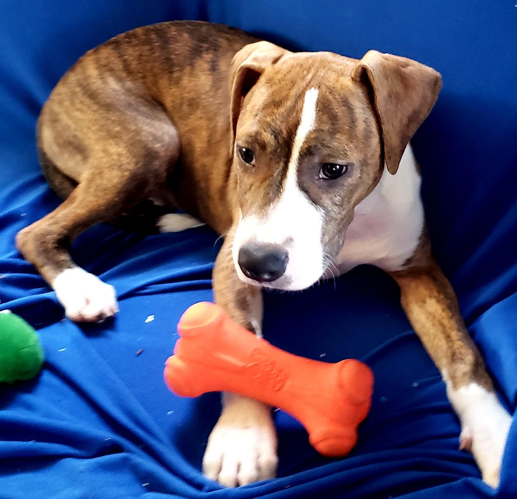 Cali, adoptable, Puppy Female Pit Bull Terrier.