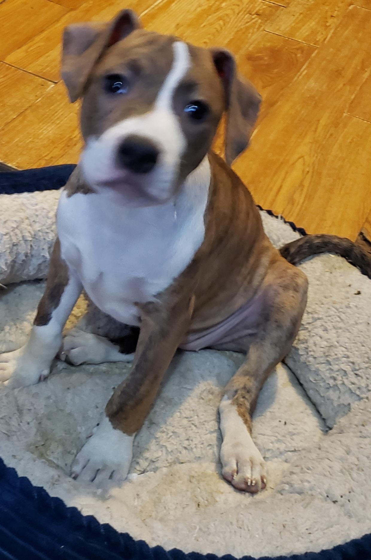 Enlarge Brinkey, an adopted mixed breed in Detroit, MI image 2/6