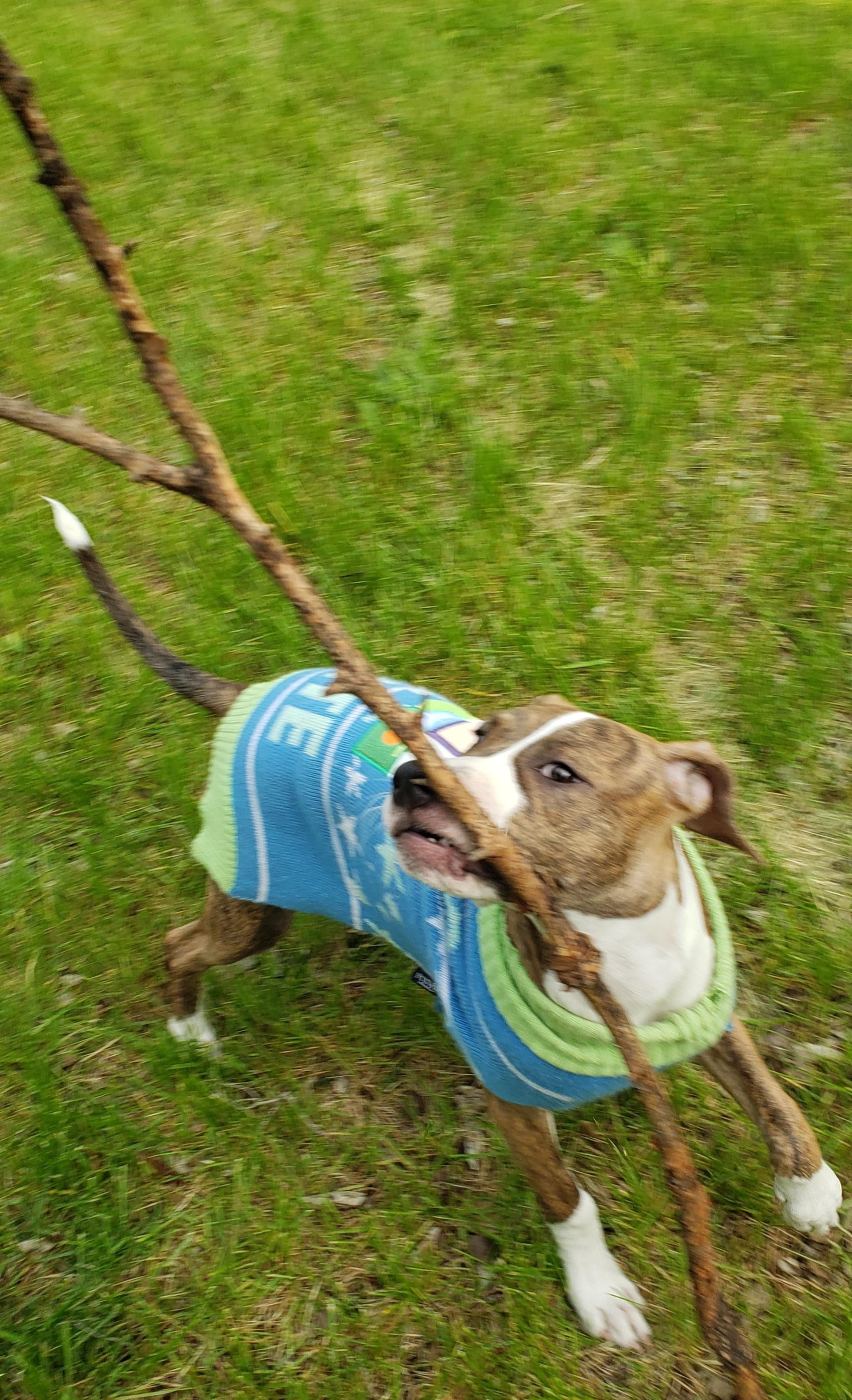 Enlarge Cali, an adoptable mixed breed in Detroit, MI image 5/6