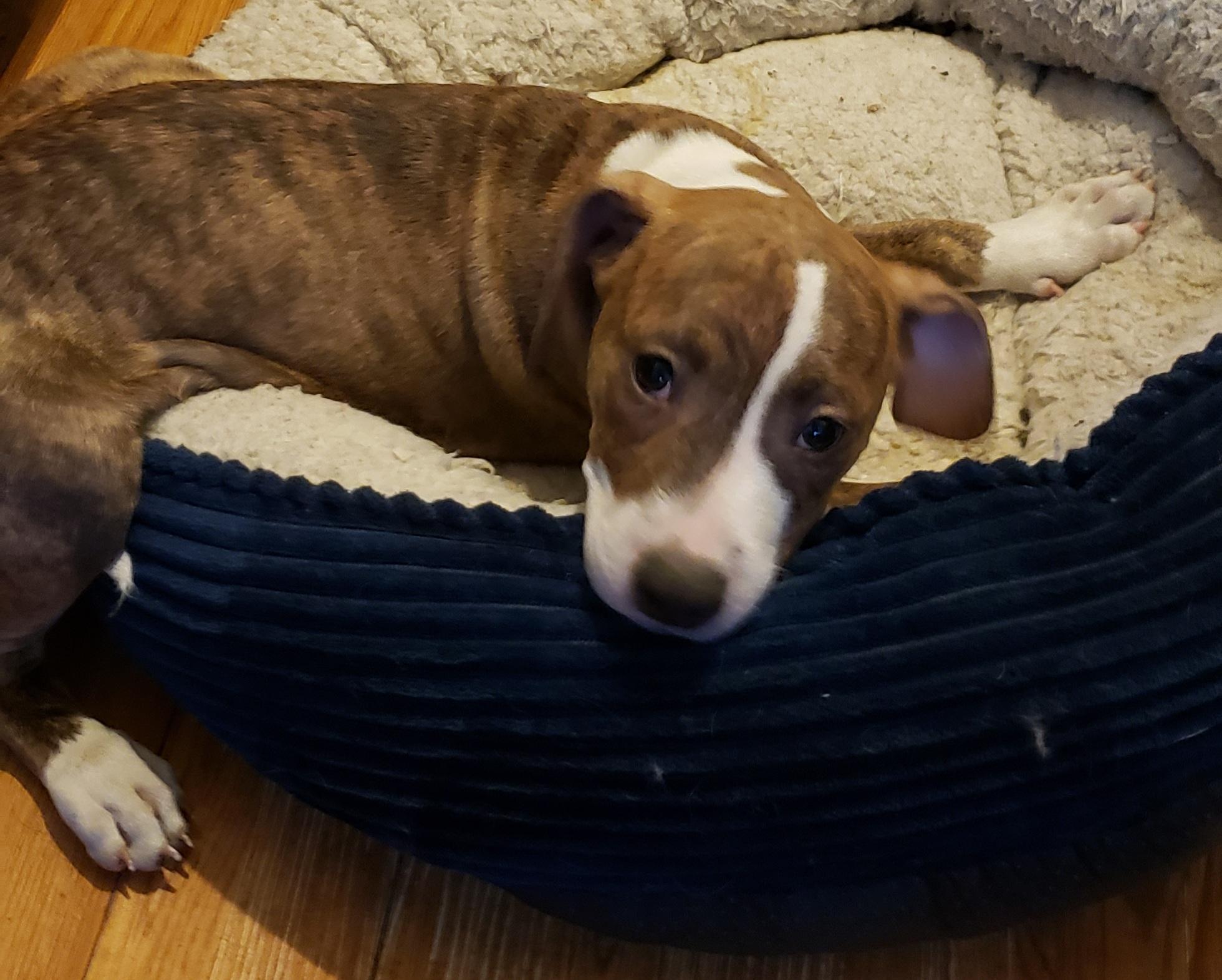 Enlarge Brinkey, an adopted mixed breed in Detroit, MI image 3/6