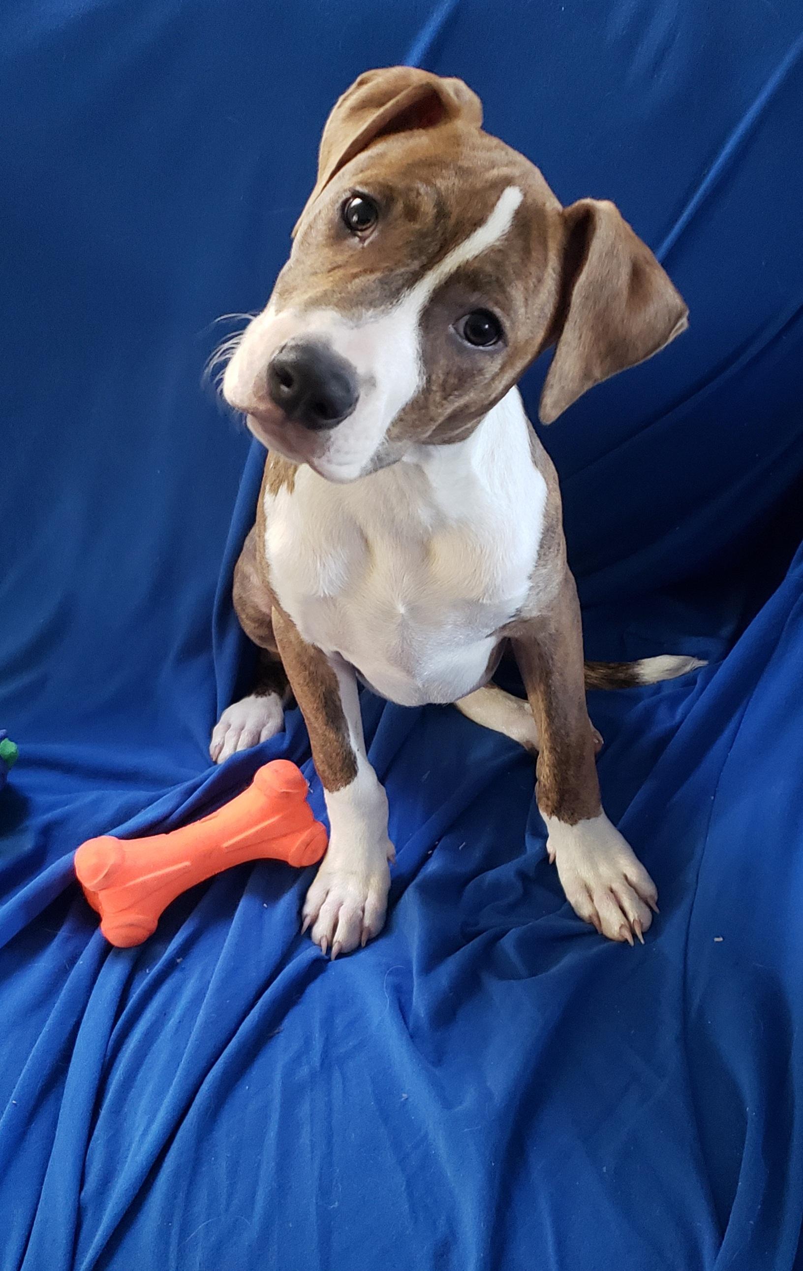 Cali, adoptable, Puppy Female Pit Bull Terrier.