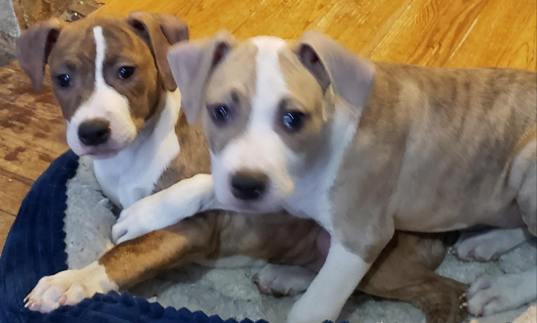 Enlarge Brinkey, an adopted mixed breed in Detroit, MI image 6/6