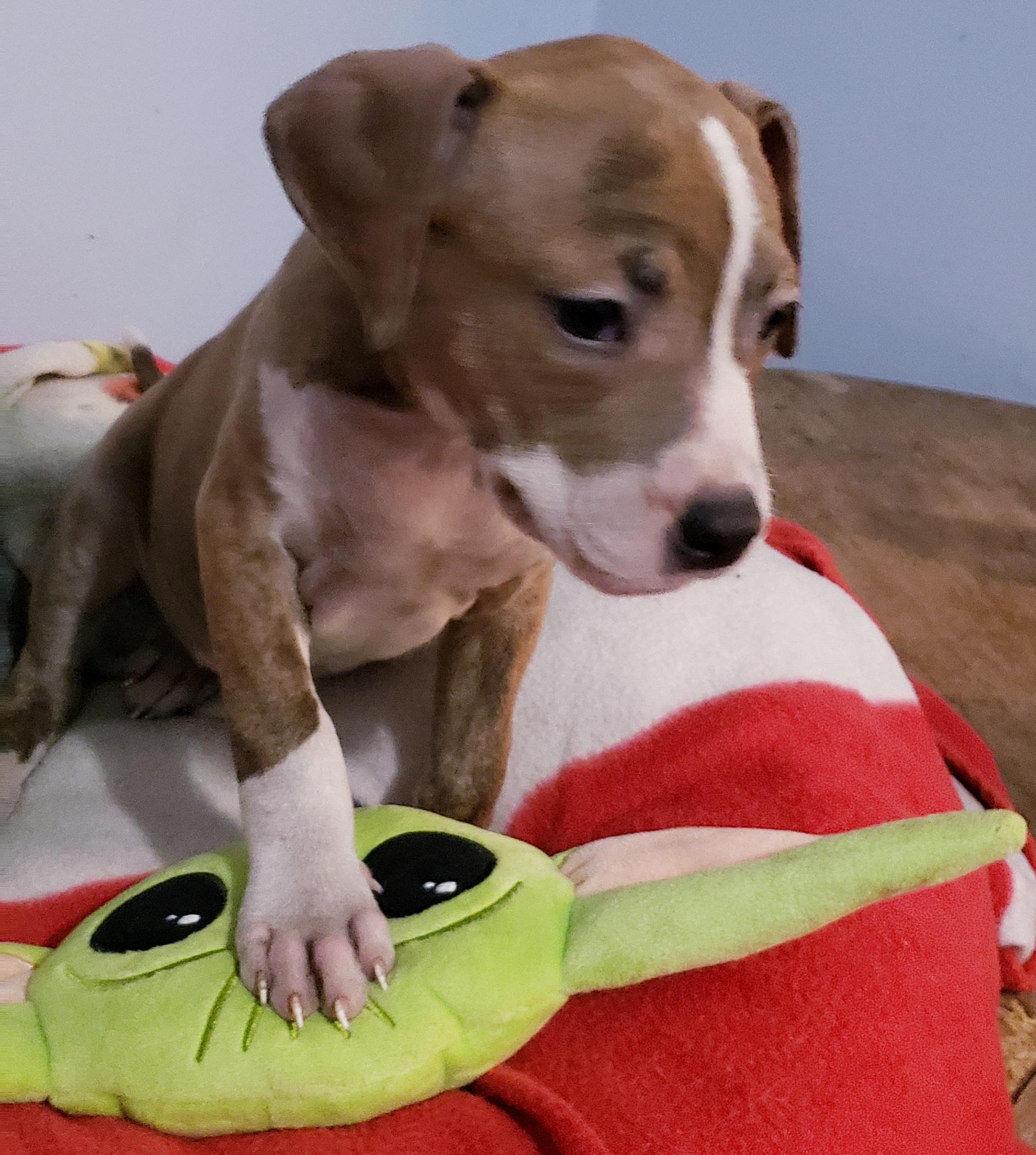 Brinkey, a ADOPTABLE mixed breed in Detroit, MI image 4/4