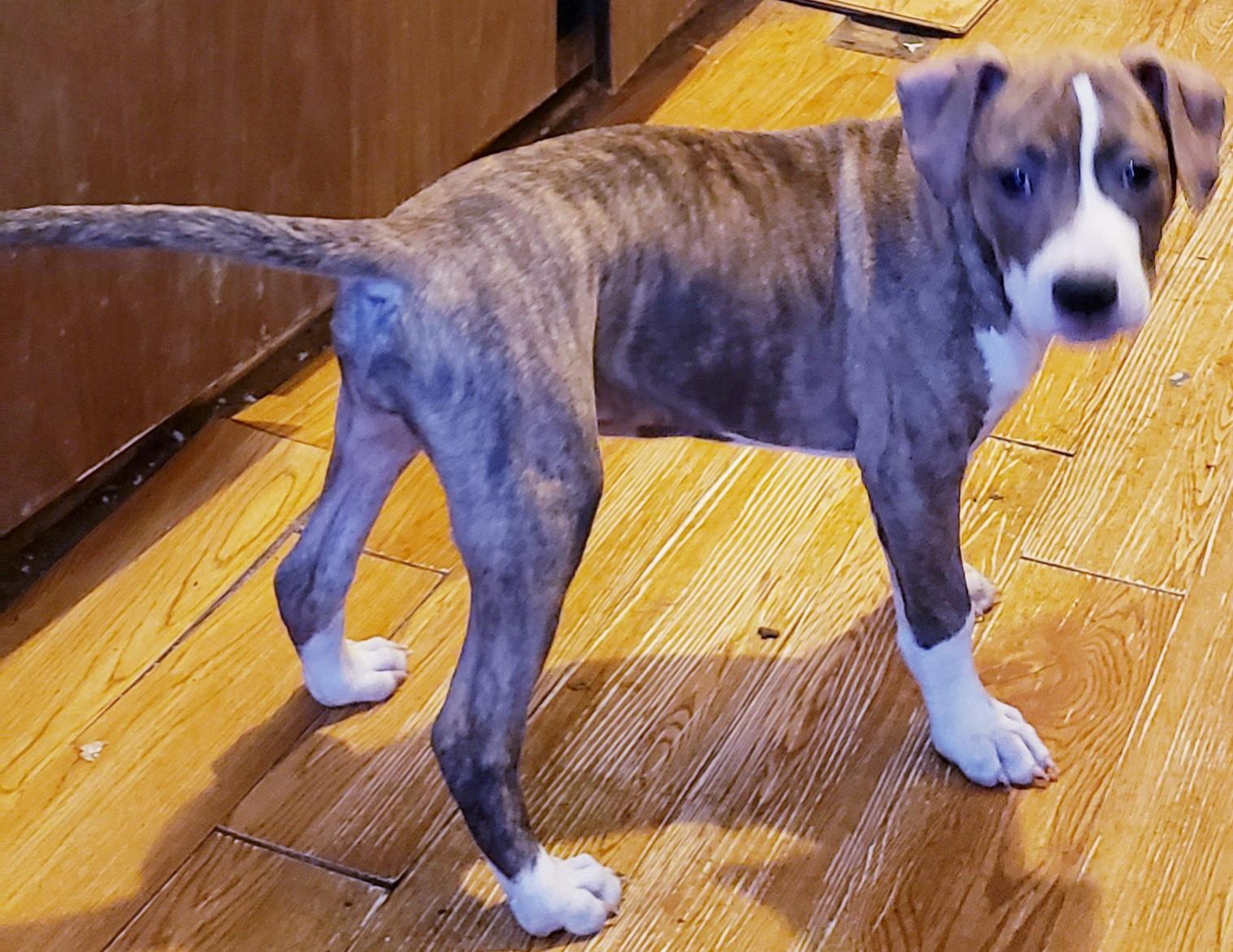 Enlarge Brinkey, an adopted mixed breed in Detroit, MI image 1/6