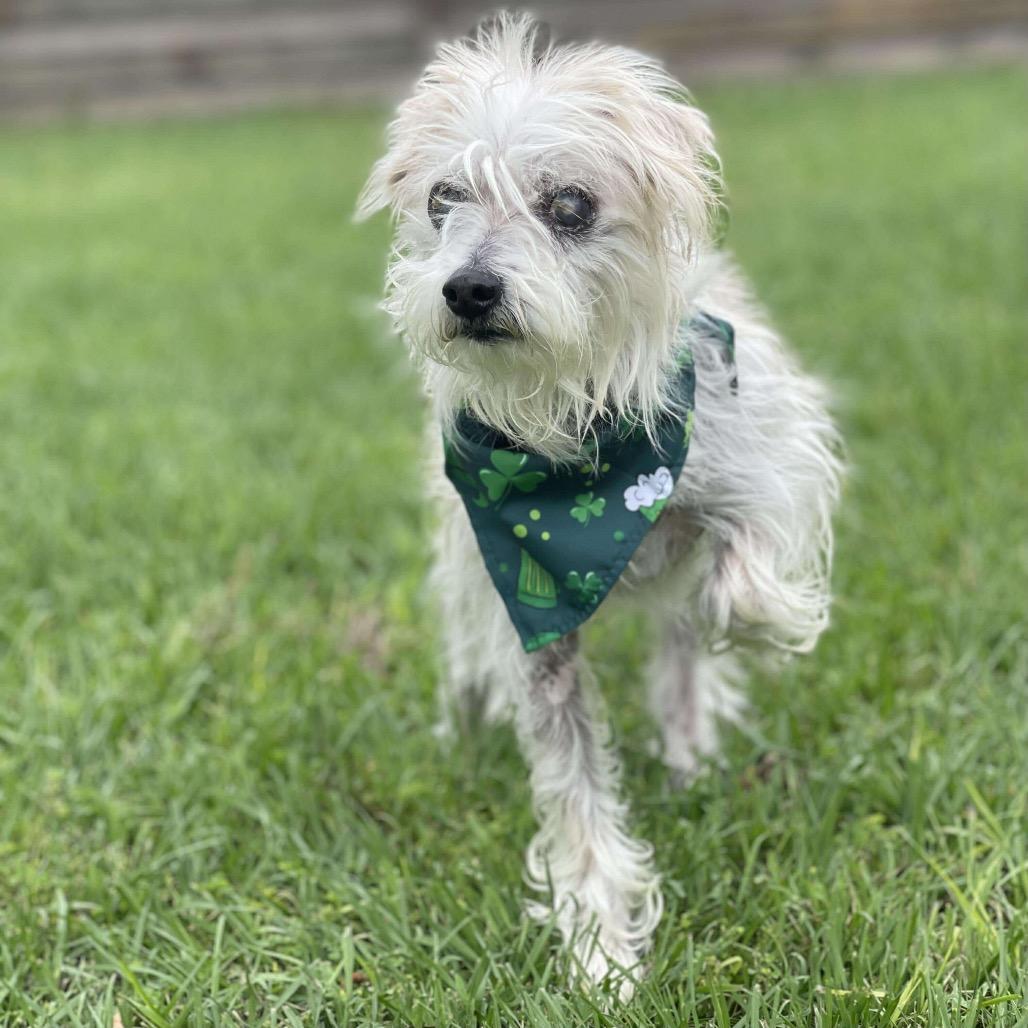 Enlarge Howard Jones, a Adoptable Terrier in Houston, TX image 1/5