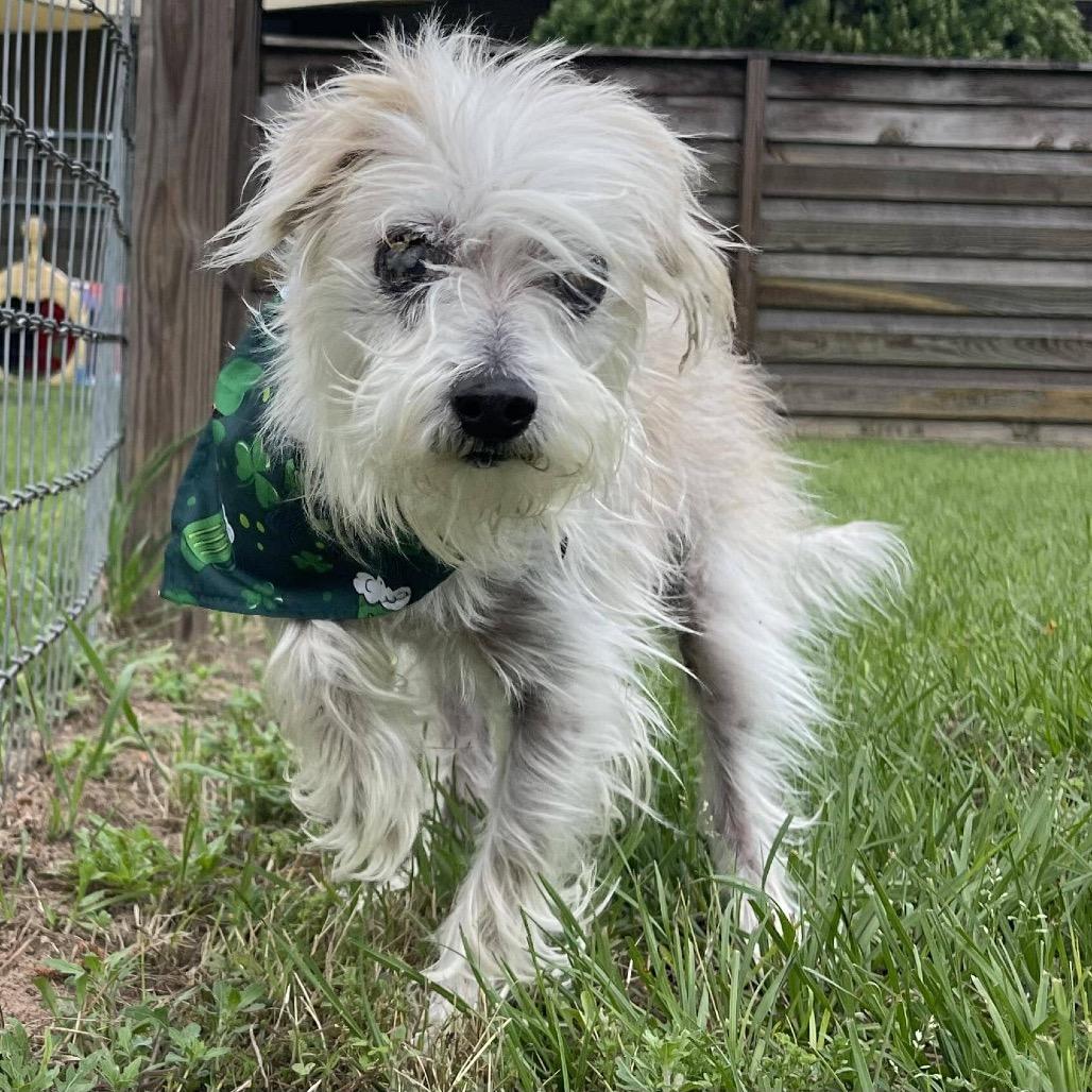 Enlarge Howard Jones, a Adoptable Terrier in Houston, TX image 3/5