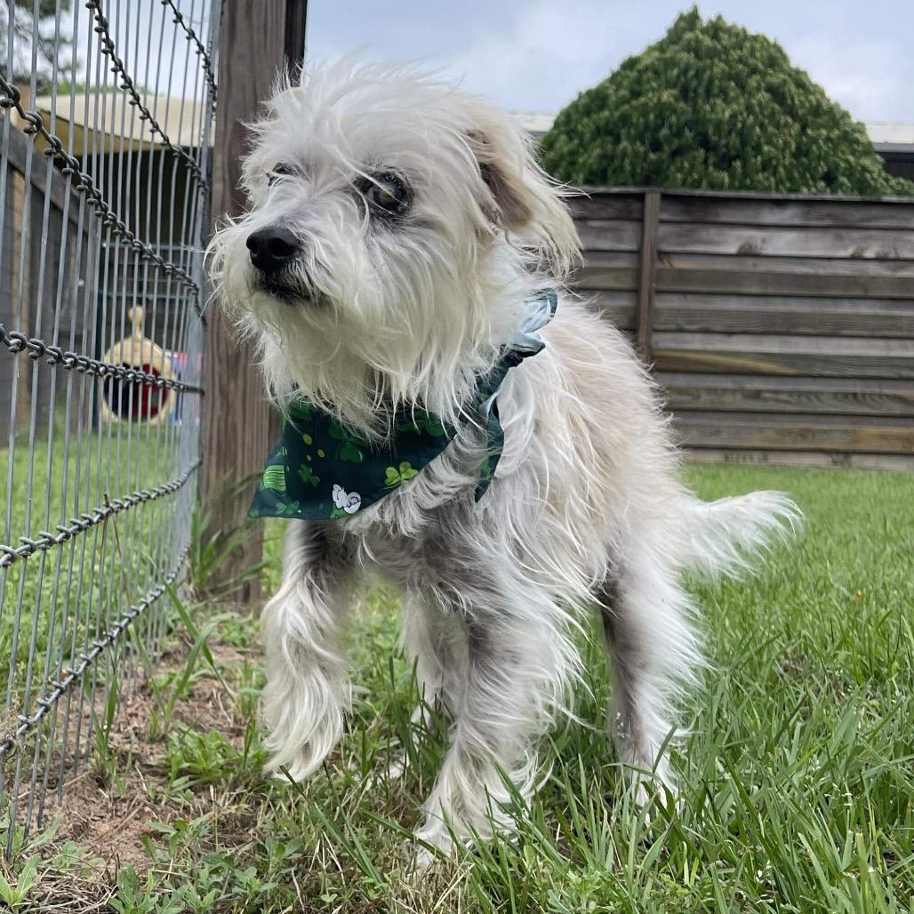 Enlarge Howard Jones, a Adoptable Terrier in Houston, TX image 2/5