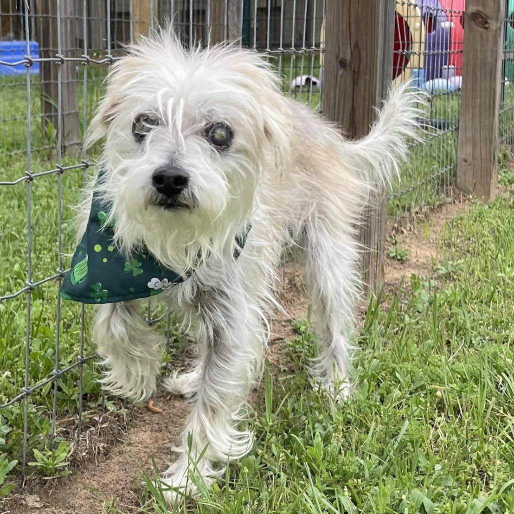 Enlarge Howard Jones, a Adoptable Terrier in Houston, TX image 4/5