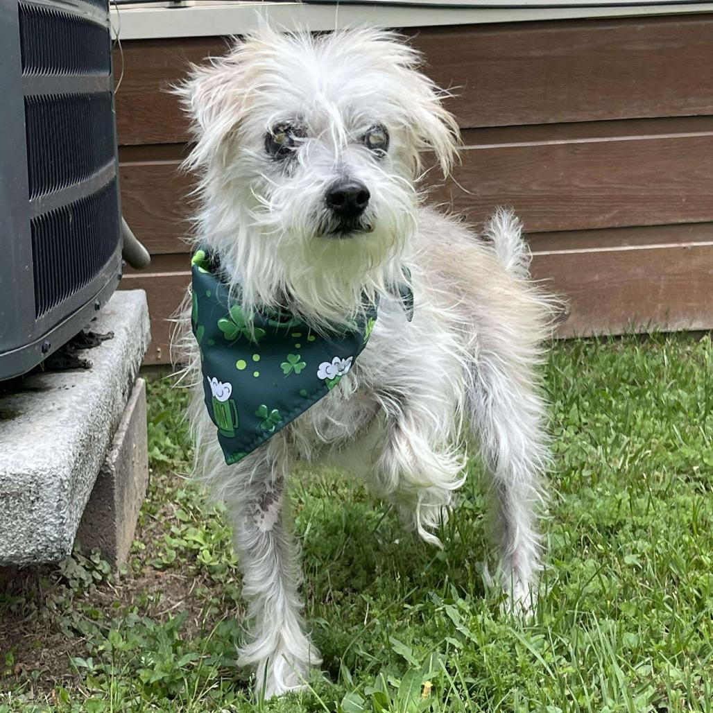 Enlarge Howard Jones, a Adoptable Terrier in Houston, TX image 5/5