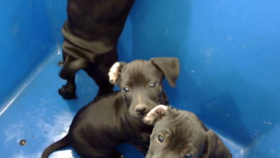 LIEUTENANT, Adoptable, Young Female Mixed Breed.