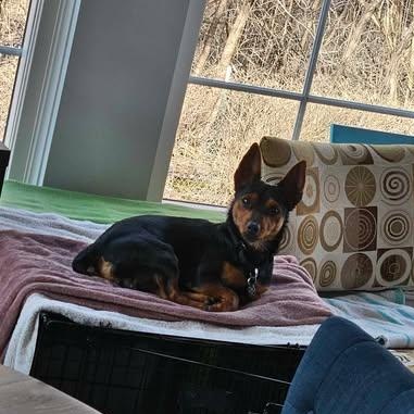 Enlarge Pierre, a Adopted Miniature Pinscher in Plainfield, IL image 3/6