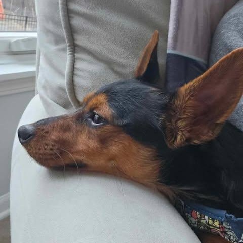 Enlarge Pierre, a Adopted Miniature Pinscher in Plainfield, IL image 5/6