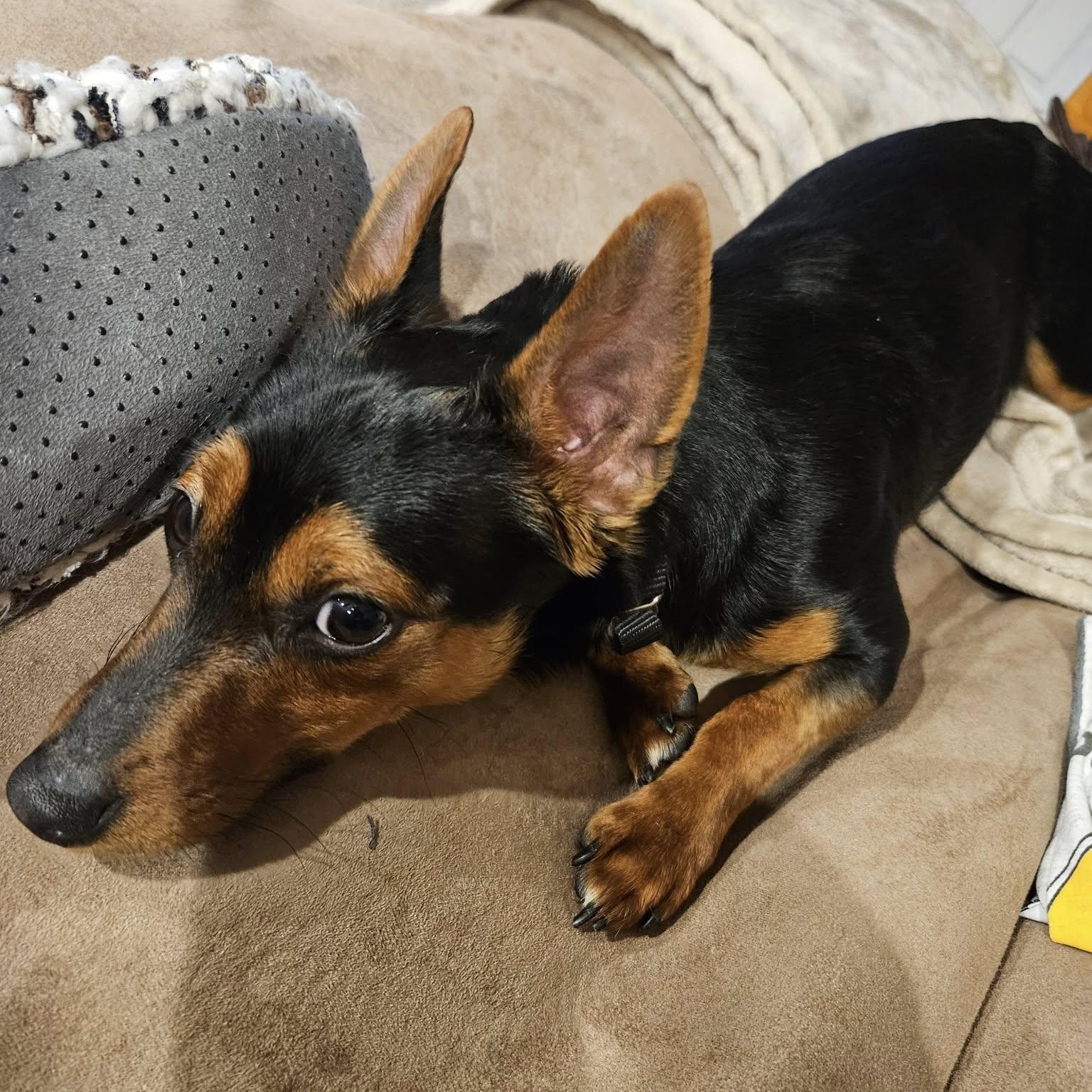 Pierre, Adopted, Young Male Miniature Pinscher.