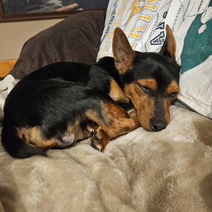 Enlarge Pierre, a Adopted Miniature Pinscher in Plainfield, IL image 6/6