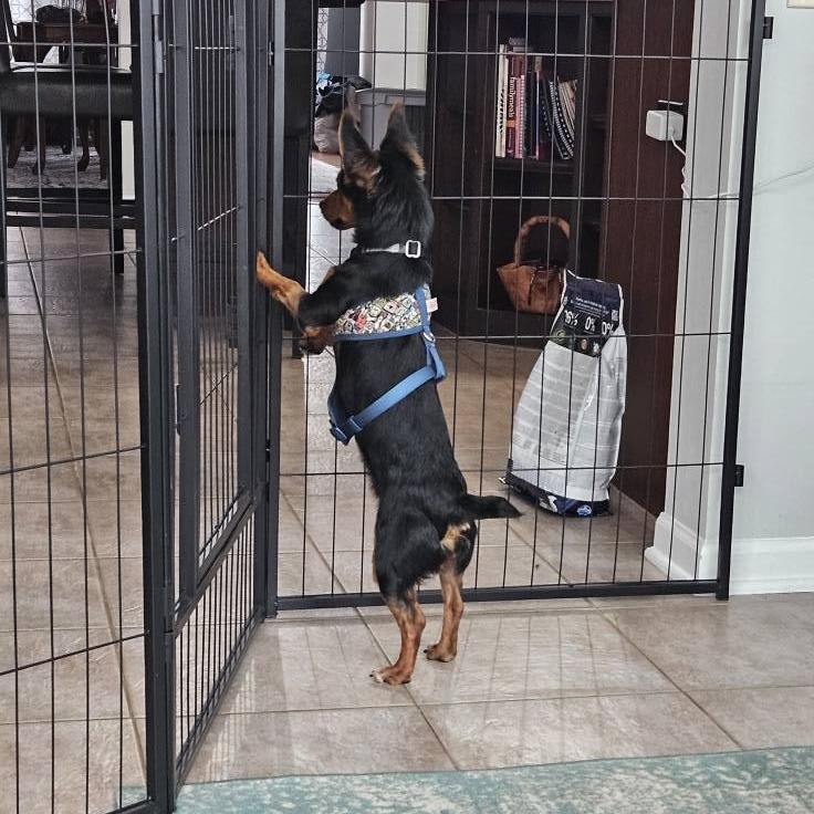 Enlarge Pierre, a Adopted Miniature Pinscher in Plainfield, IL image 4/6