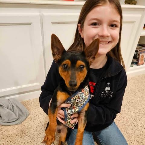 Enlarge Pierre, a Adopted Miniature Pinscher in Plainfield, IL image 1/6
