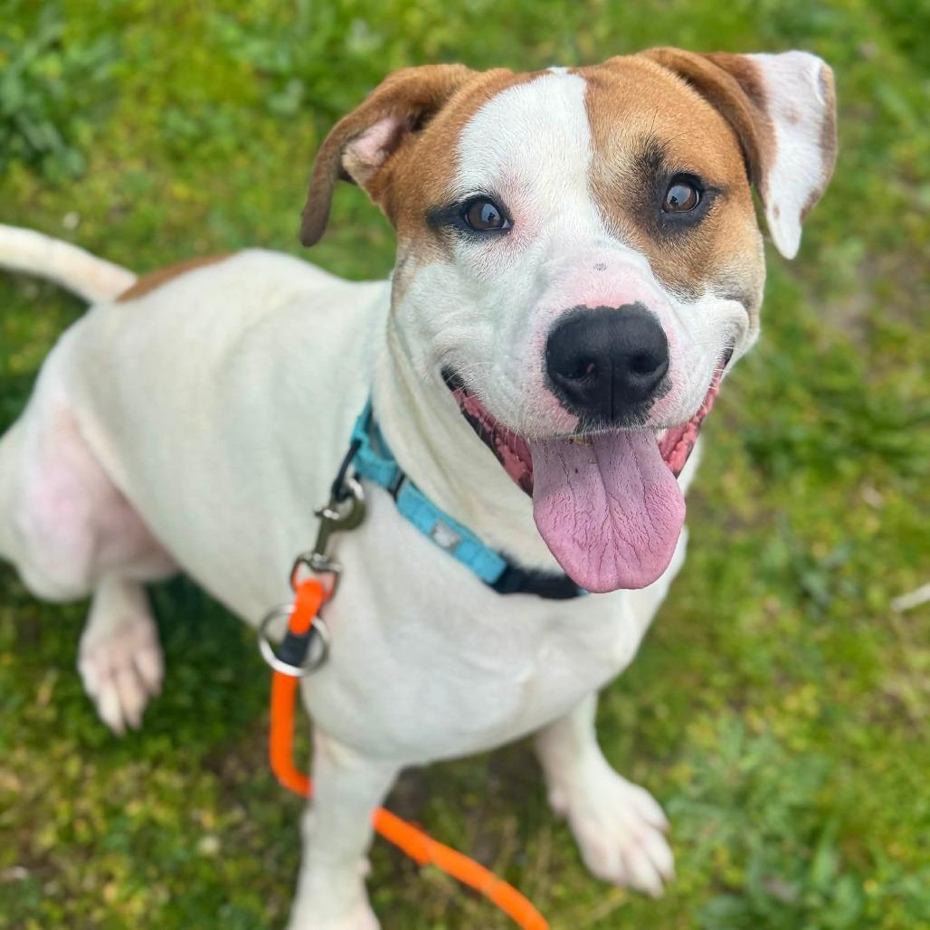 Oden, Adoptable, Young Male Pit Bull Terrier.