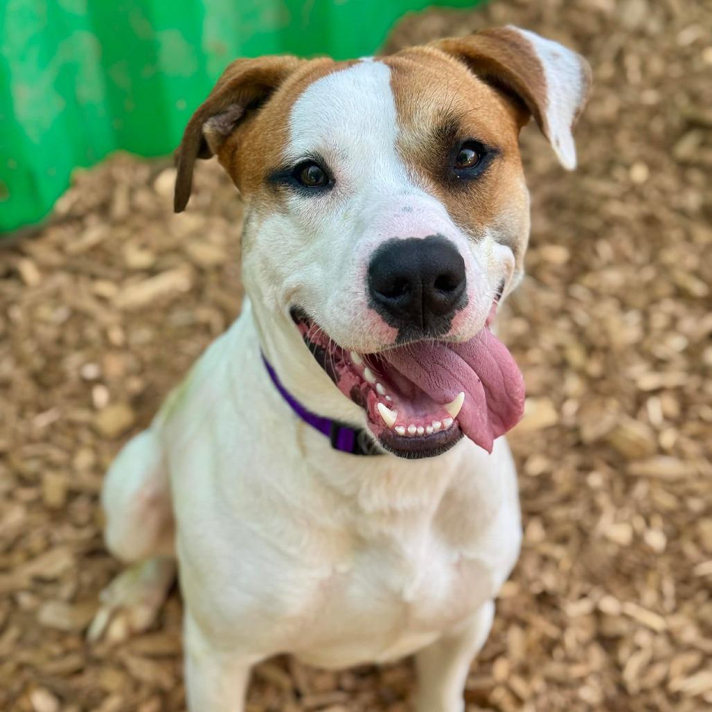 Enlarge Oden, a Adoptable Pit Bull Terrier in Tacoma, WA image 2/4