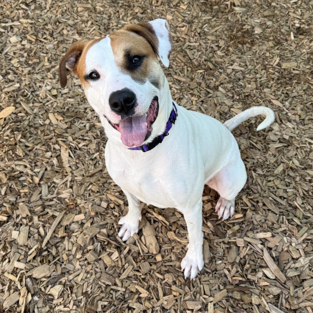 Enlarge Oden, a Adoptable Pit Bull Terrier in Tacoma, WA image 3/4
