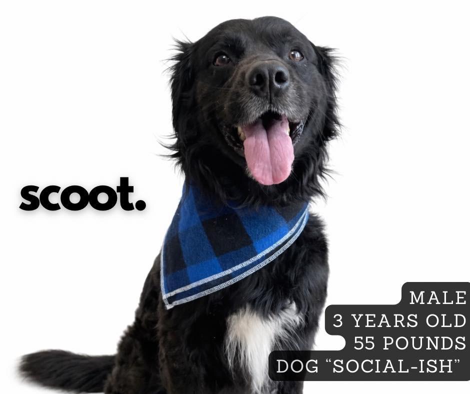 Enlarge Scoot, a Adoptable Flat-Coated Retriever in Ashland, KY image 1/2