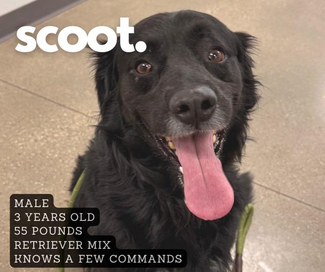 Enlarge Scoot, a Adoptable Flat-Coated Retriever in Ashland, KY image 2/2