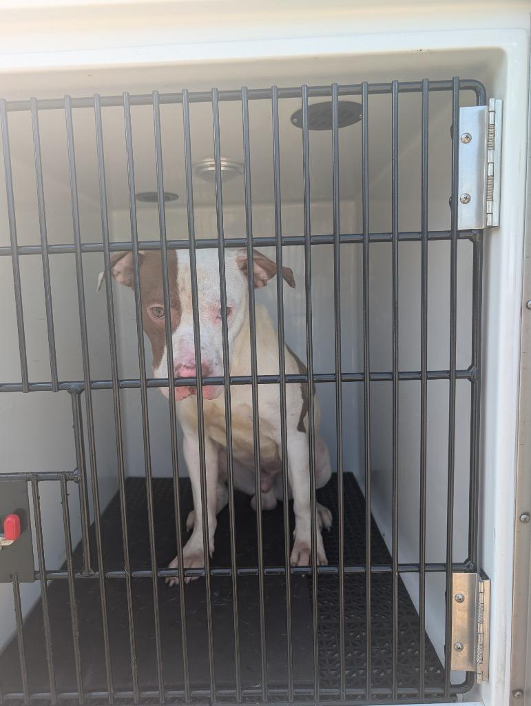 Dan, Adoptable, Adult Male Pit Bull Terrier.