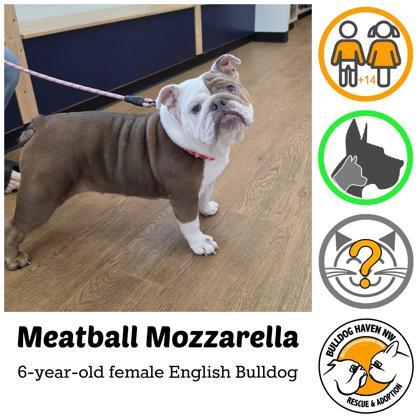 MEATBALL MOZZARELLA, Adoptable, Adult Female English Bulldog.