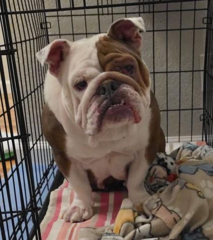 Enlarge MEATBALL MOZZARELLA, a Adoptable English Bulldog in Bonney Lake, WA image 2/3