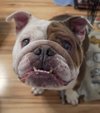 Enlarge MEATBALL MOZZARELLA, a Adoptable English Bulldog in Bonney Lake, WA image 3/3