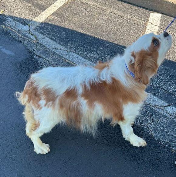Enlarge PANSY, a ADOPTABLE Cavalier King Charles Spaniel in Rossford, OH image 1/2
