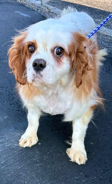 Enlarge PANSY, a ADOPTABLE Cavalier King Charles Spaniel in Rossford, OH image 2/2