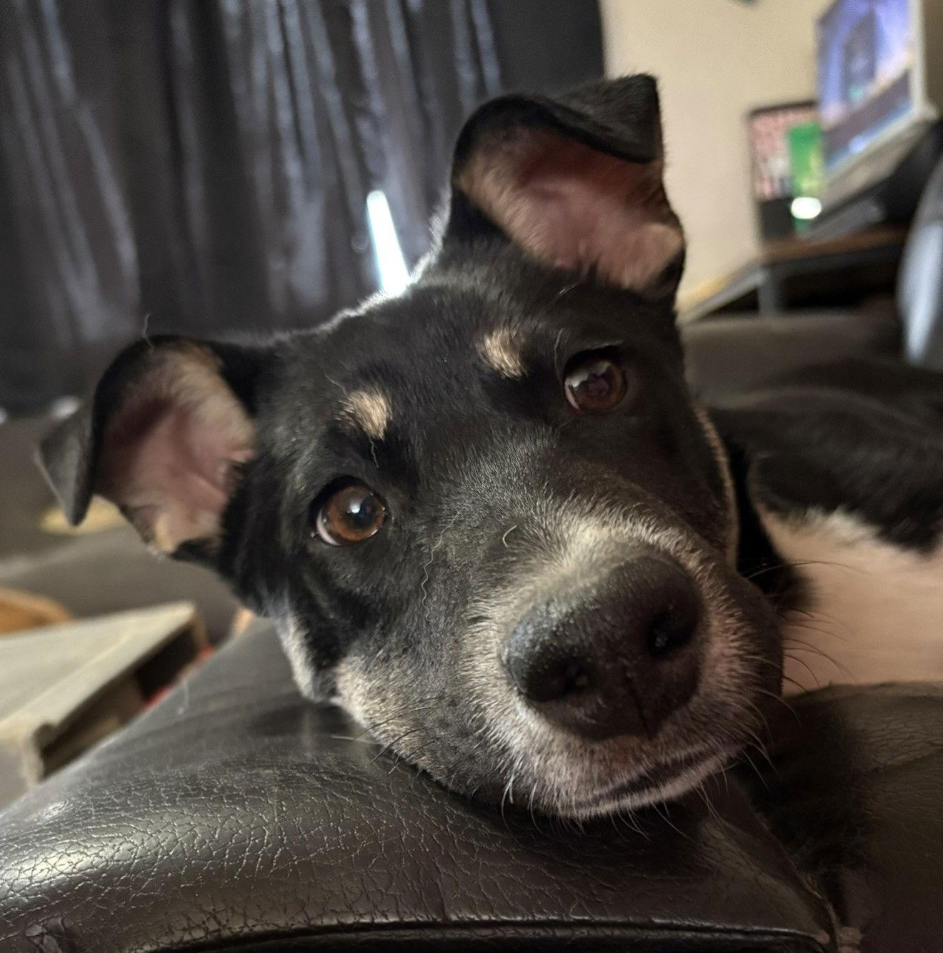 Bodhi, Adoptable, Young Male Mixed Breed.