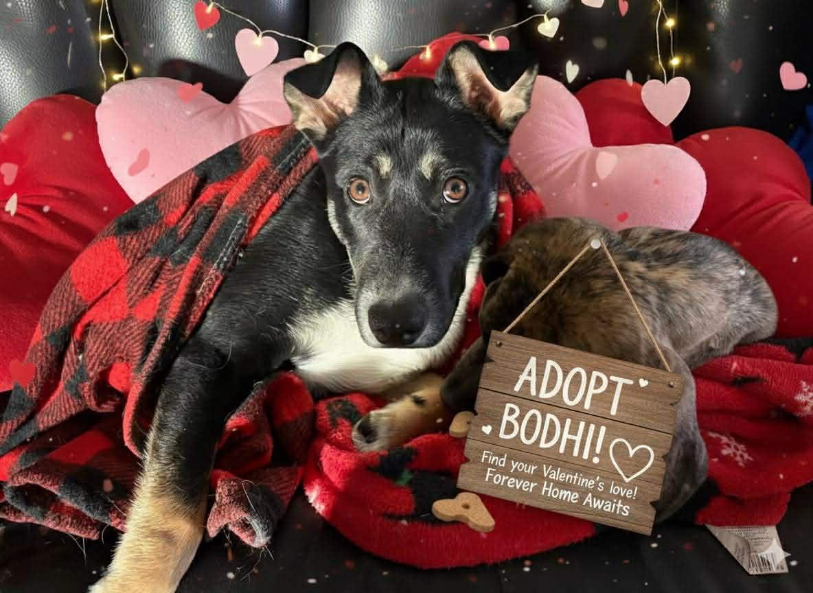Enlarge Bodhi, a Adoptable Mixed Breed in Fenton, MO image 2/3