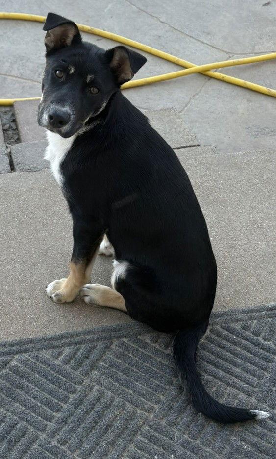 Enlarge Bodhi, a Adoptable Mixed Breed in Fenton, MO image 2/3