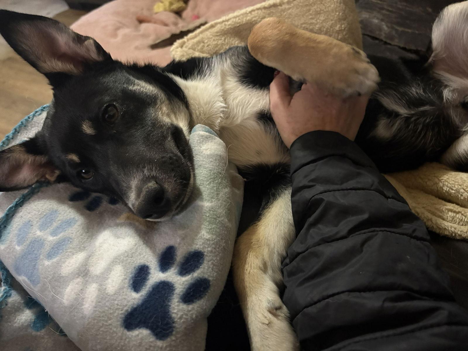 Enlarge Bodhi, a Adoptable Mixed Breed in Fenton, MO image 3/3