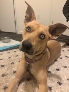 Lettuce, Adopted, Young Male Carolina Dog & Siberian Husky.