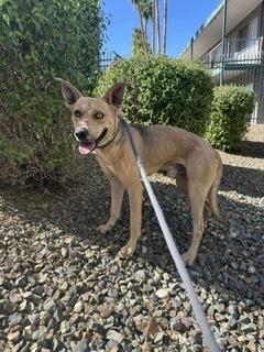 Enlarge Lettuce, a Adopted mixed breed in Puerto Penasco, SON image 2/2