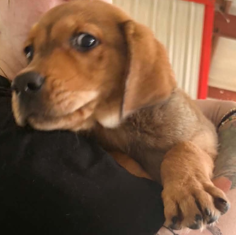 Ren, Adoptable, Puppy Male Hound.