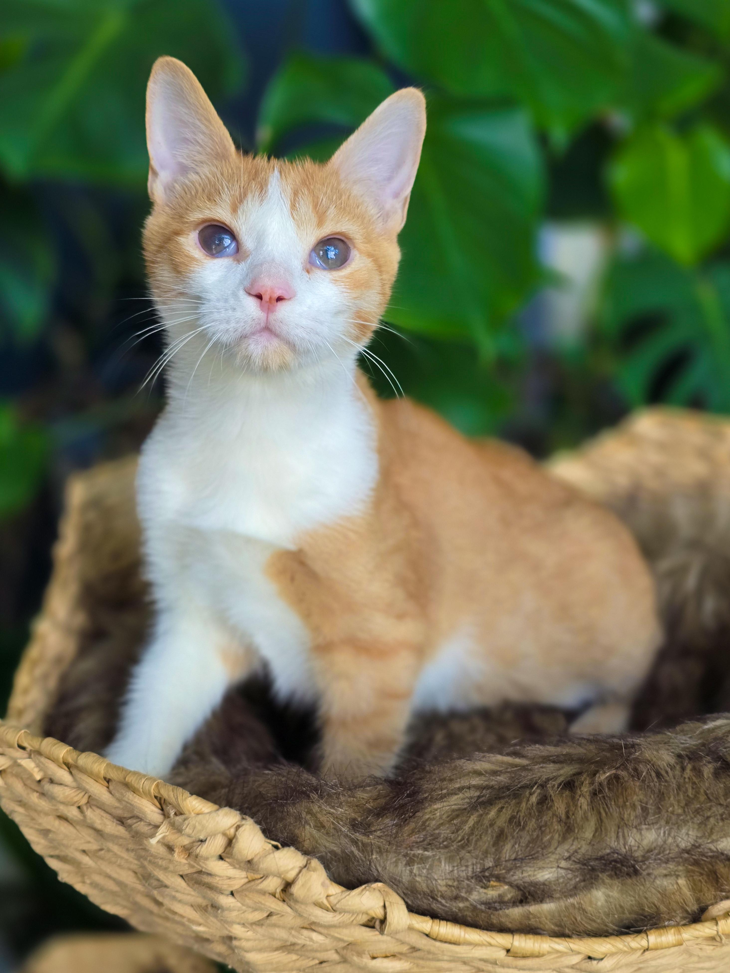 Enlarge Eva, a ADOPTABLE Domestic Short Hair in Mullica Hill, NJ image 3/4
