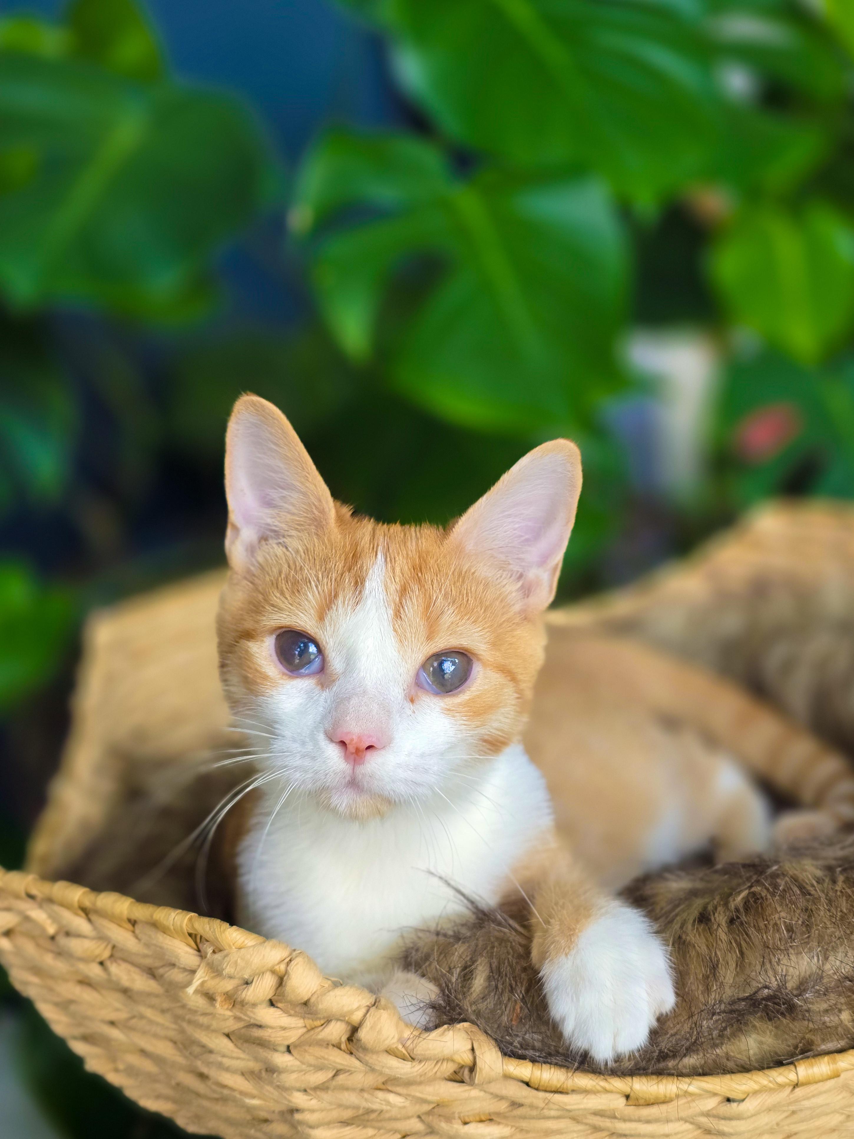 Enlarge Eva, a ADOPTABLE Domestic Short Hair in Mullica Hill, NJ image 4/4