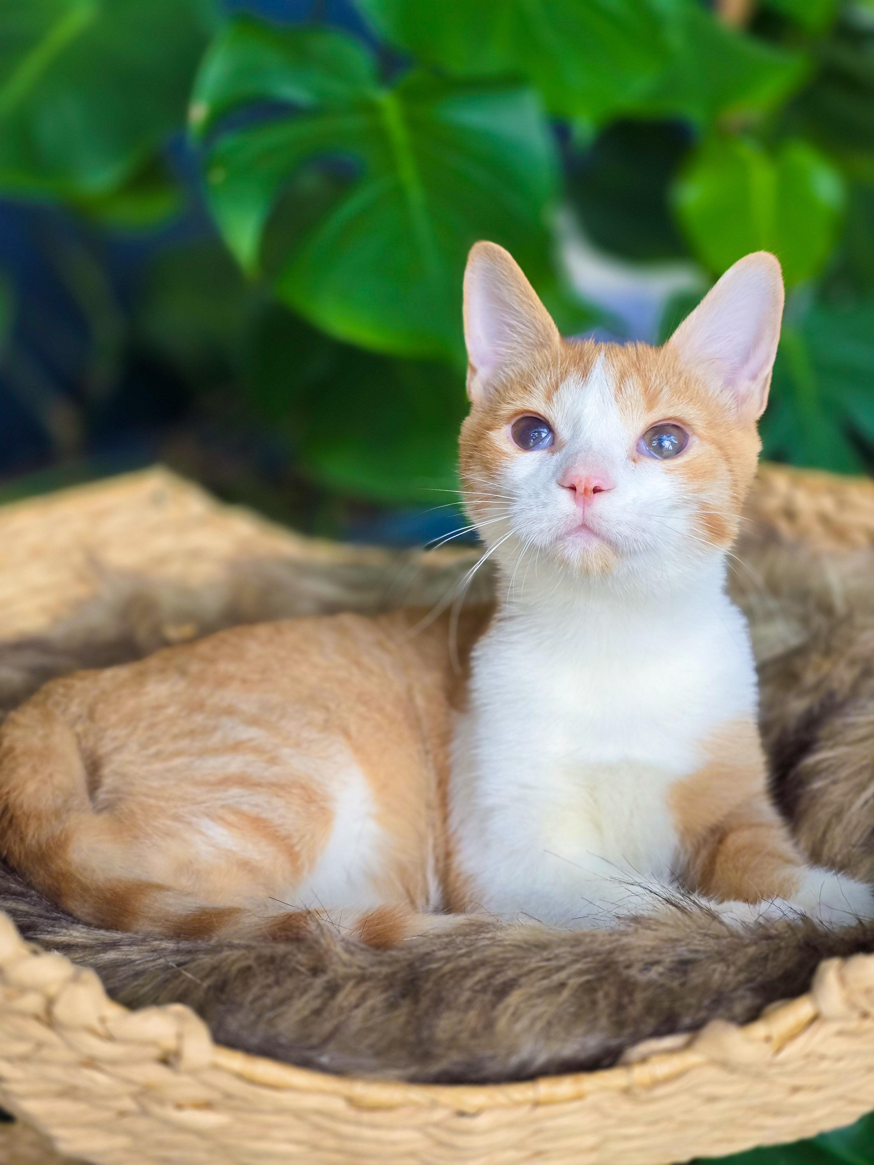 Enlarge Eva, a ADOPTABLE Domestic Short Hair in Mullica Hill, NJ image 2/4