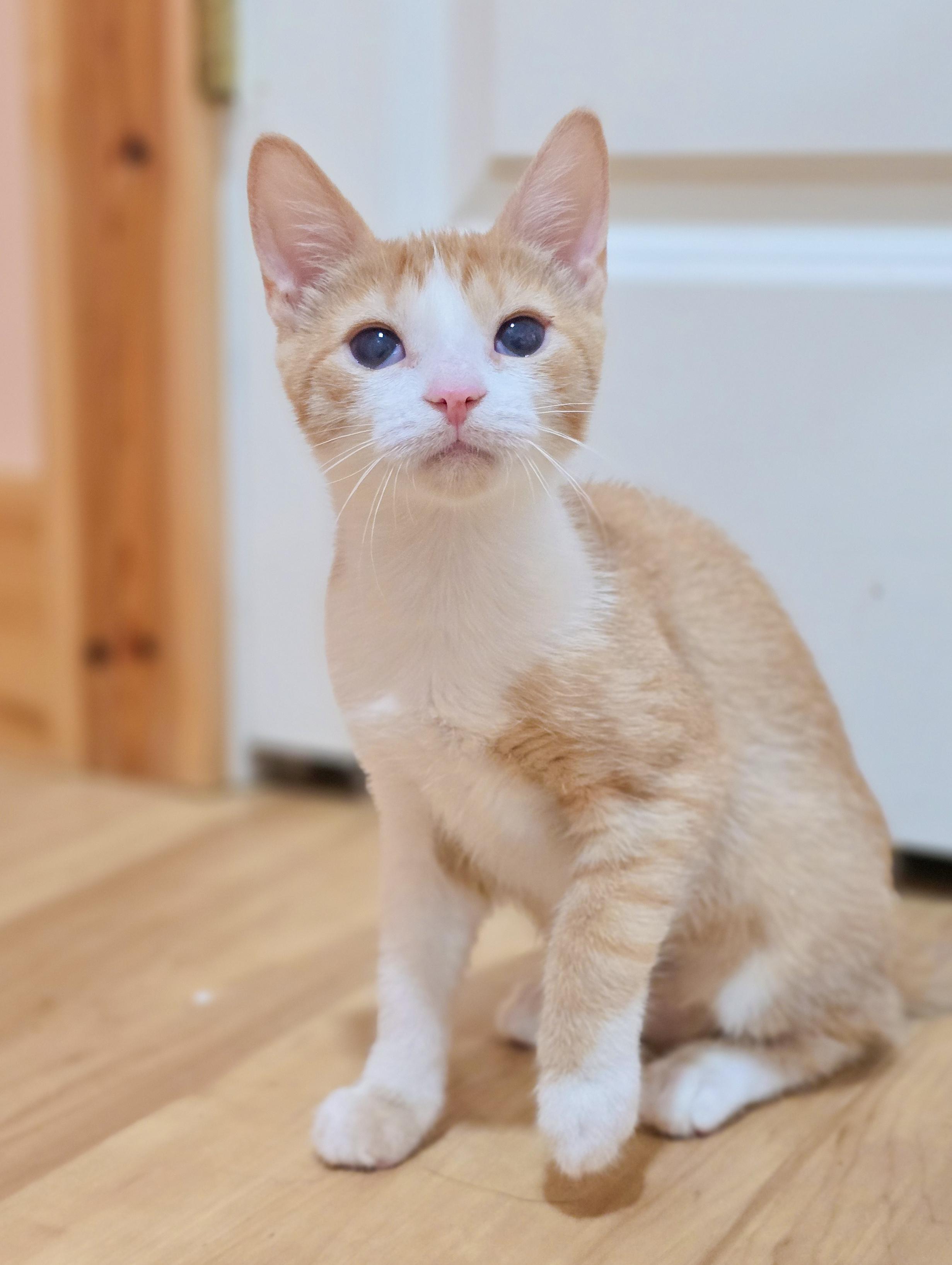 Eva, a ADOPTABLE Domestic Short Hair in Mullica Hill, NJ image 2/3