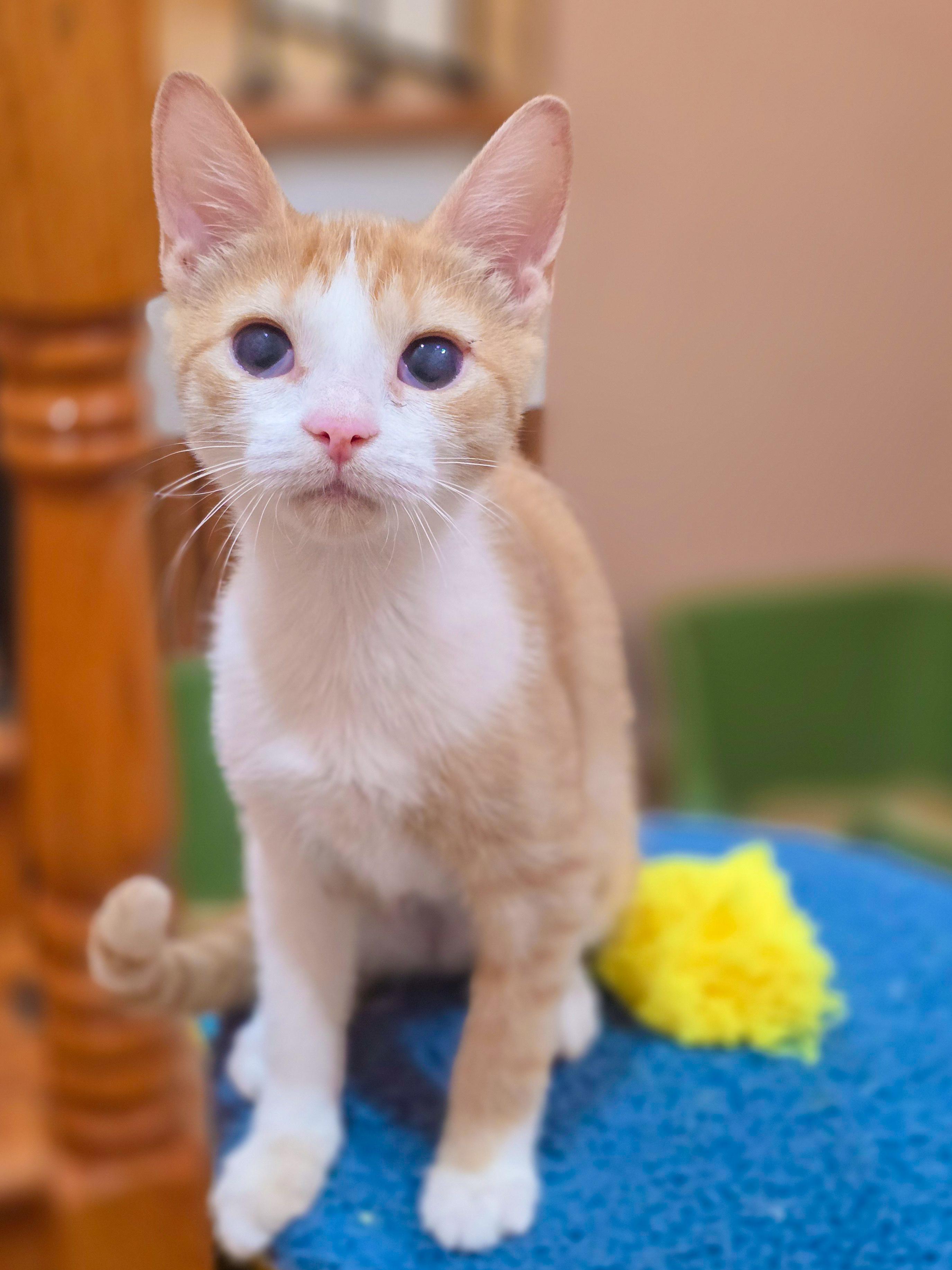 Eva, a ADOPTABLE Domestic Short Hair in Mullica Hill, NJ image 3/3