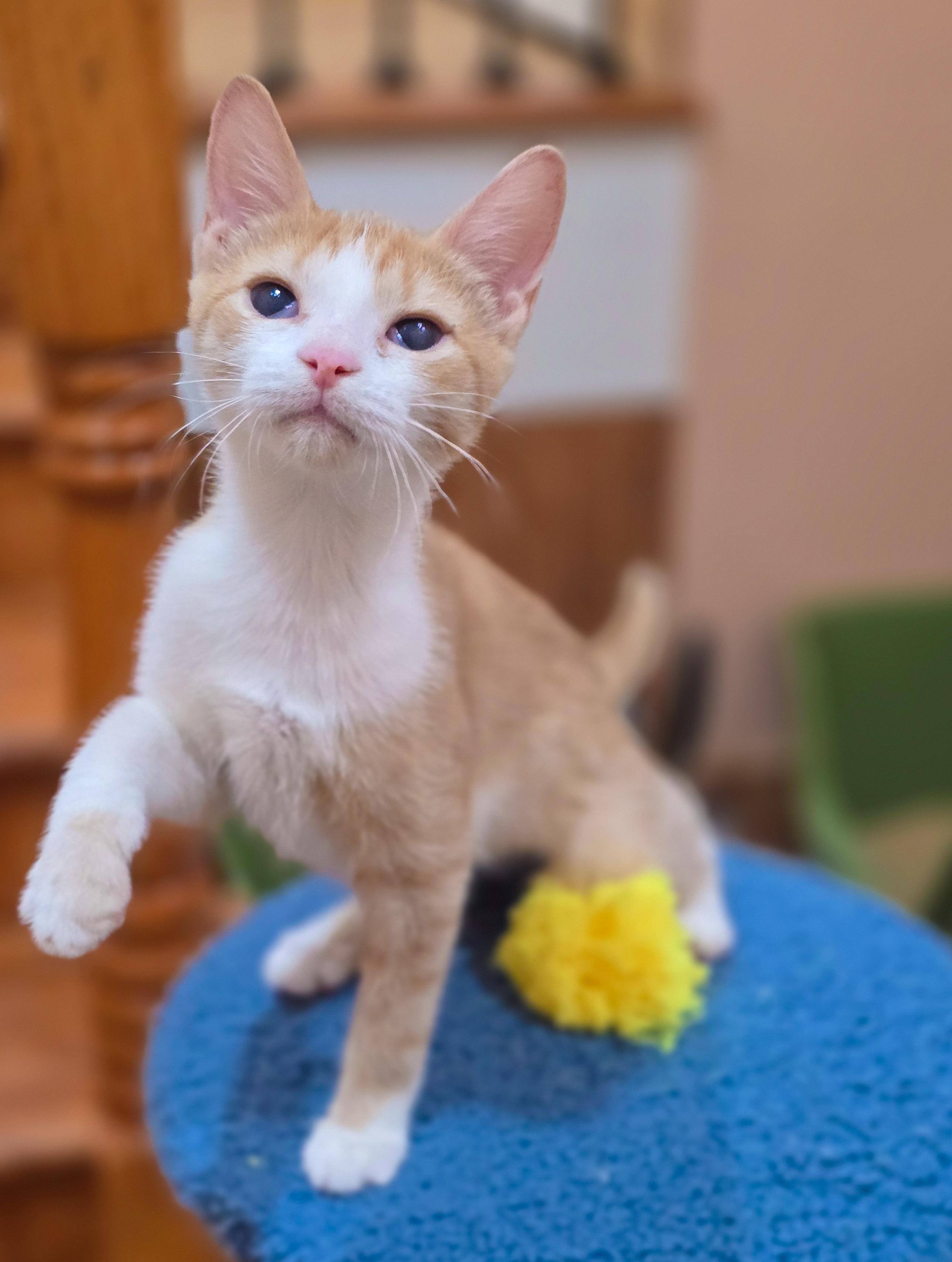 Eva, a ADOPTABLE Domestic Short Hair in Mullica Hill, NJ image 1/3