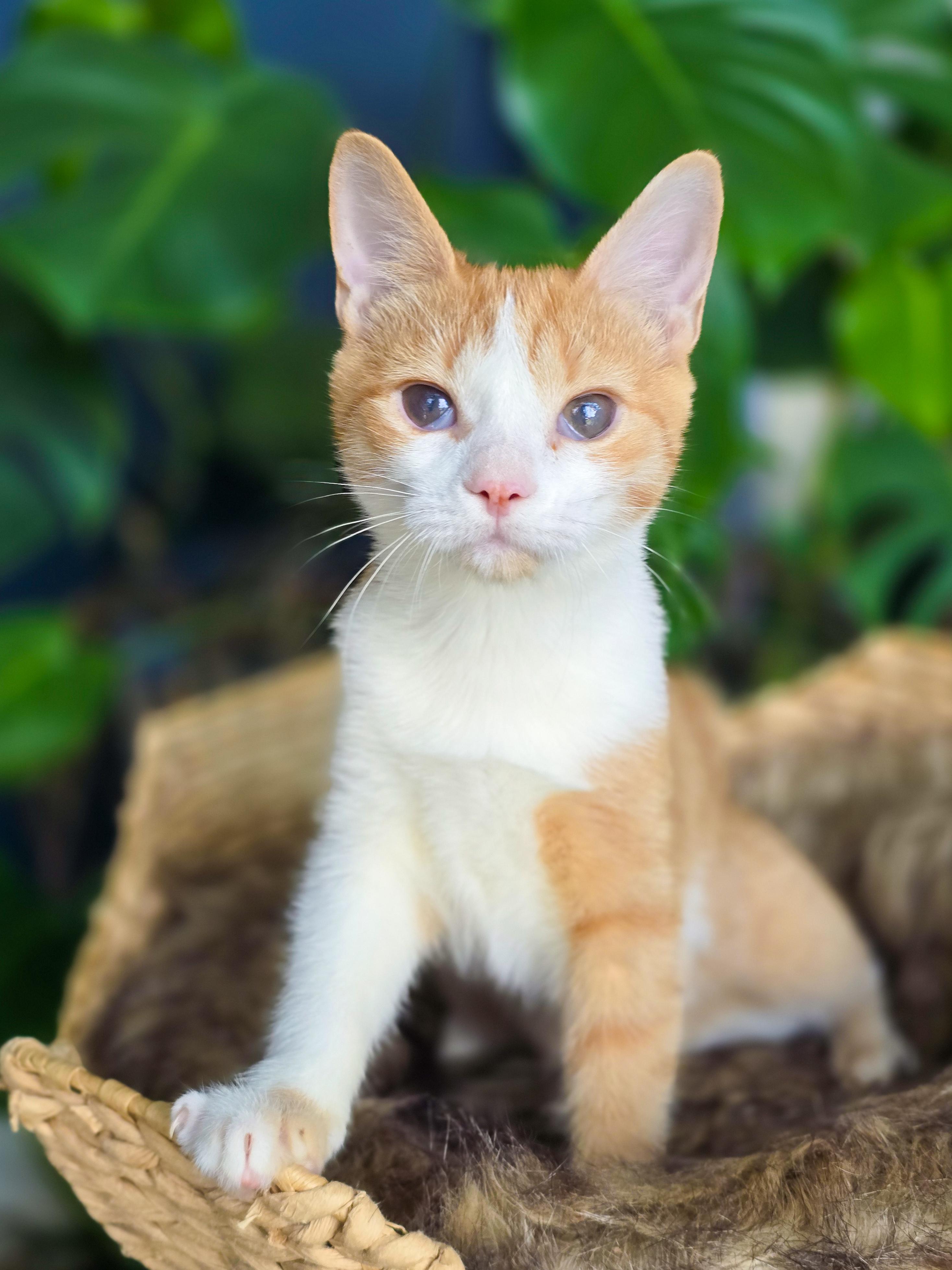 Enlarge Eva, a ADOPTABLE Domestic Short Hair in Mullica Hill, NJ image 1/4