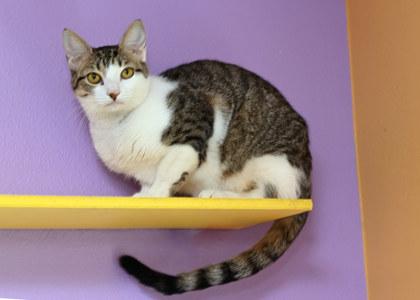 Mila, Adoptable, Young Female Domestic Short Hair.