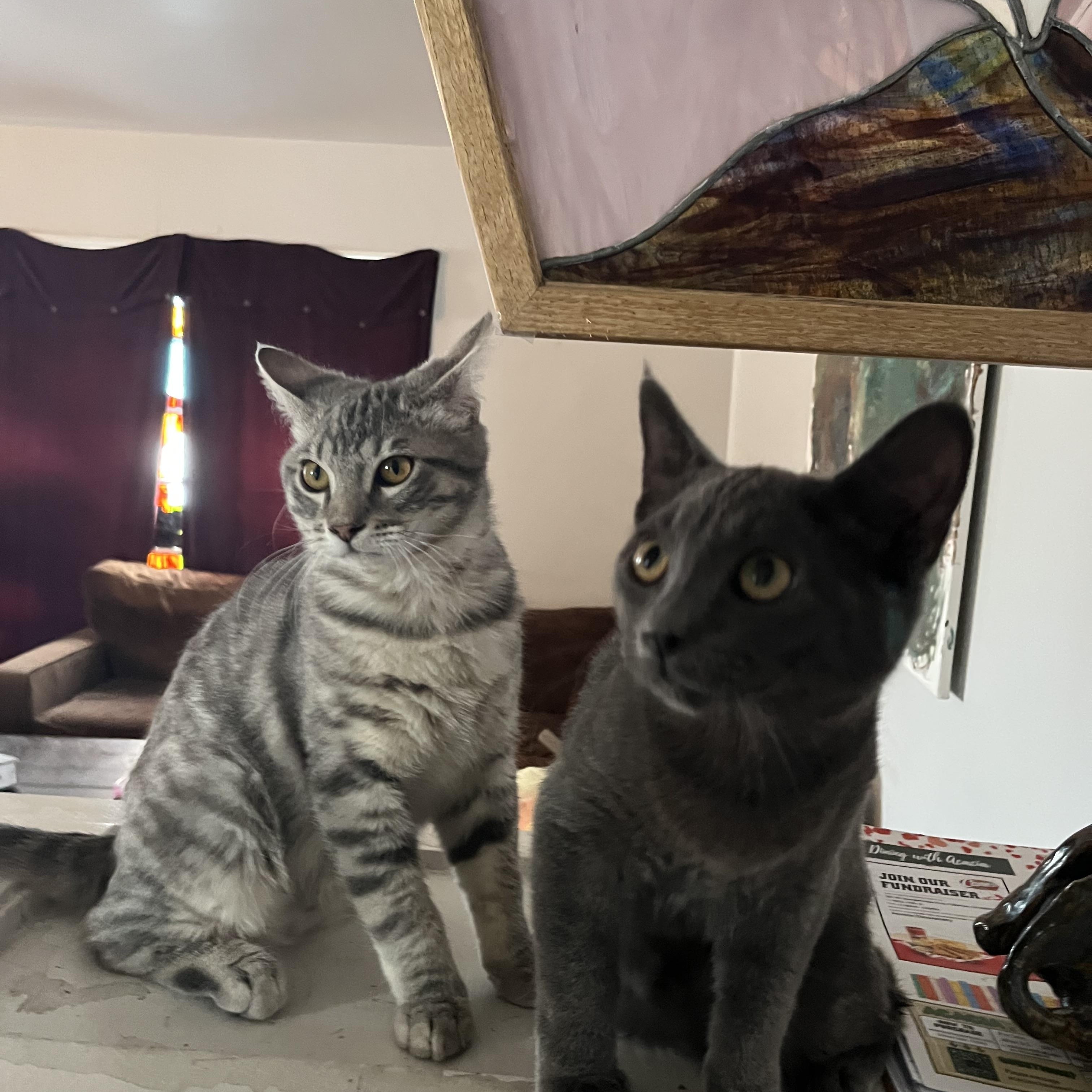 Frankie and Johnny, a ADOPTABLE Russian Blue in Costa Mesa, CA image 2/3