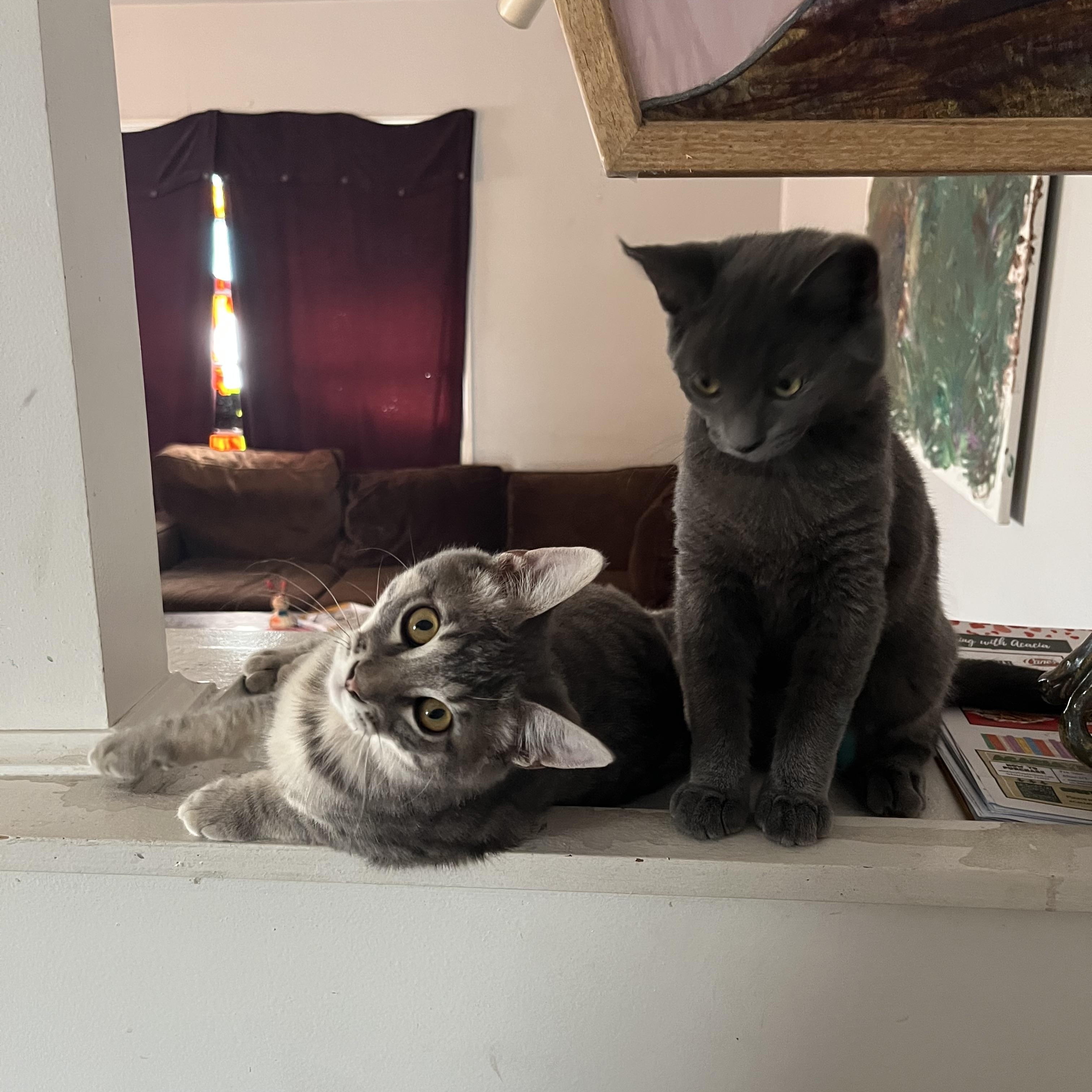 Frankie and Johnny, a ADOPTABLE Russian Blue in Costa Mesa, CA image 3/3
