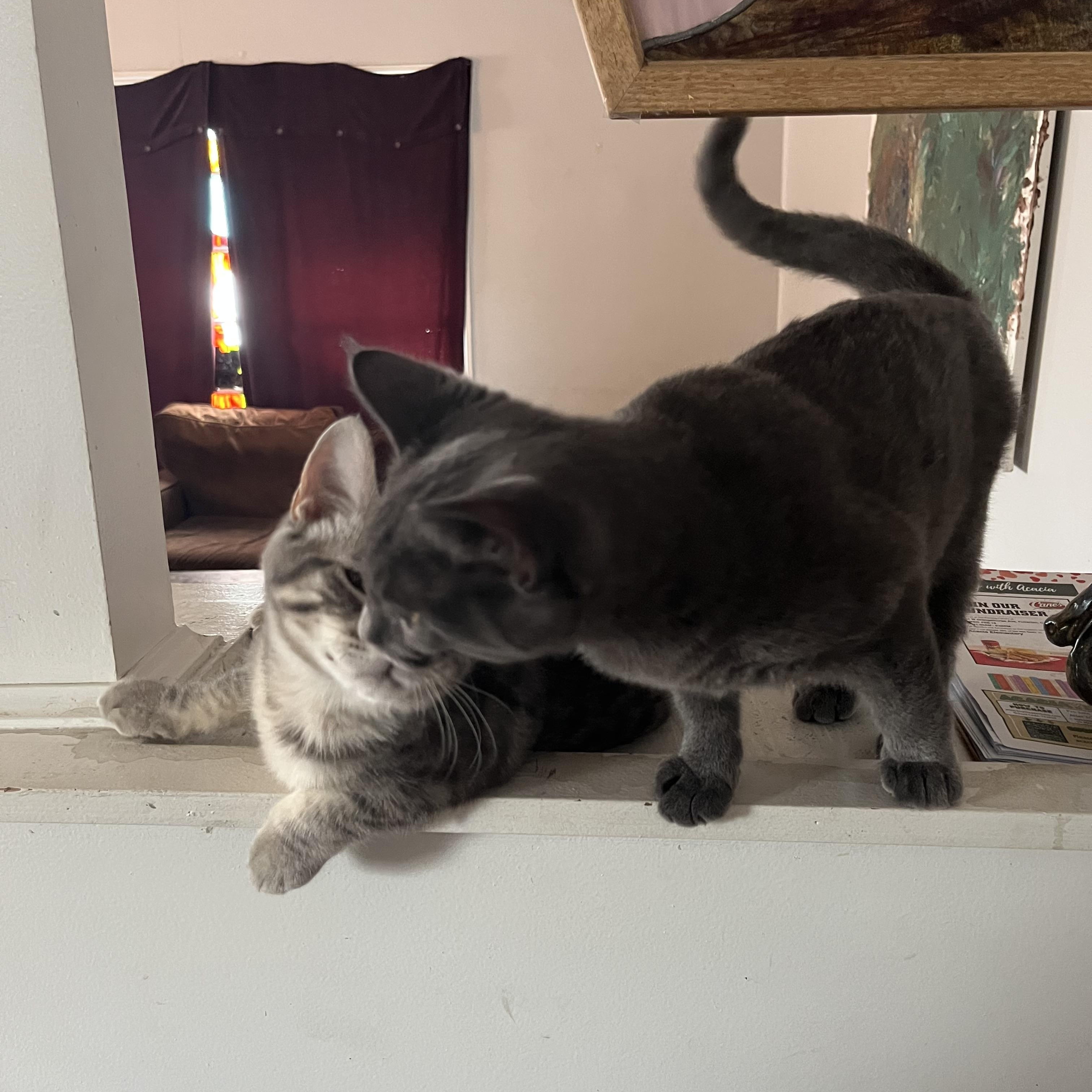 Frankie and Johnny, ADOPTABLE, Young Female Russian Blue.