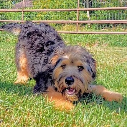 Walter, adopted, Young Male Welsh Terrier & Schnoodle.